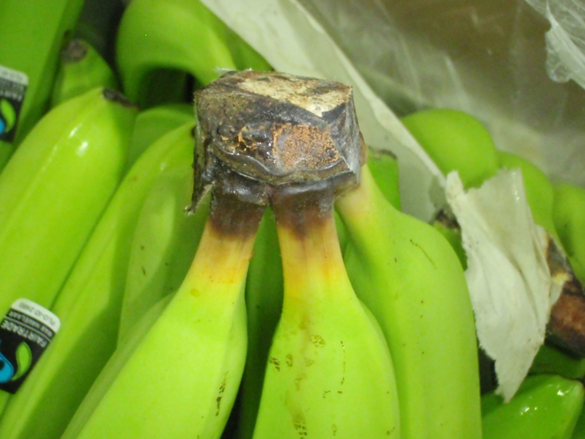 banane 3.JPEG